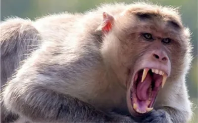 बागेश्वर  स्कूली बच्चों पर बंदरों के झुंड का हमला  भागकर बचाई जान