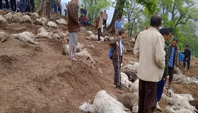 बागेश्वर  आकाशीय बिजली ने भेड़ पालकों को दिखाया भारी नुकसान  122 भेड़—बकरियां मरी