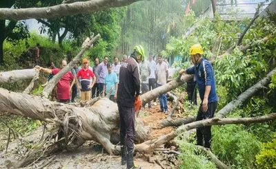 बागेश्वर   सड़क के बीचों बीच गिरा पेड़  यातायात बाधित  विद्युतापूर्ति ठप