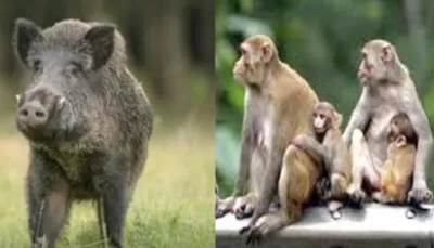 इधर सुअर—बंदर बने आफत  उधर आवारा पशु मुसीबत