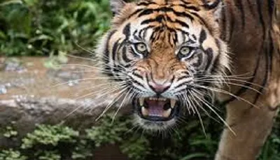 रामनगर   झाड़ियां काट रहे श्रमिक को बाघ ने बनाया निवाला