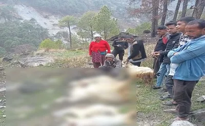 बागेश्वर   ग्रामीणों की 21 बकरियां बनीं तेंदुए का निवाला