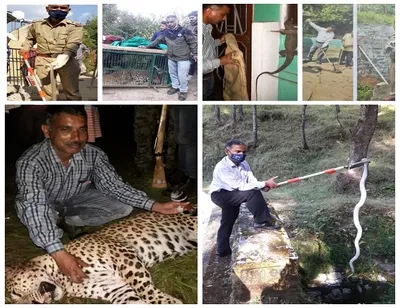 an animal rescuer bhuvan lal   अपनी जान पर खेल जाता है यह शख्स