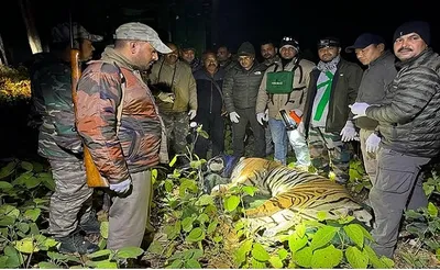 रामनगर   तीन महिलाओं को मारने वाला बाघ पकड़ा गया