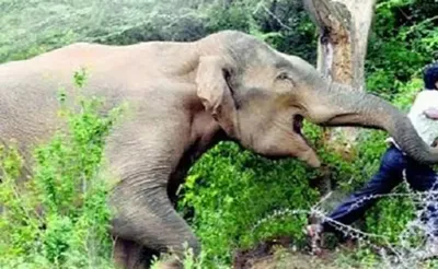 हल्द्वानी ब्रेकिंग   दो भाइयों पर हाथी ने किया हमला  एक को पटक पटक कर जान से मार दिया