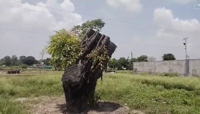 बधाई हो   पुर्नजीवित हो उठा काठगोदाम के नरीमन चौराहे वाला पेड़