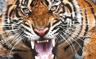 जागेश्वर में कहां से आया टाइगर  tiger    वायरल वीडियो ने किया हैरान
