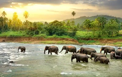 विशेष   विश्व में यहां है हाथियों का देश   गजराज के बारे में कुछ रोचक तथ्य