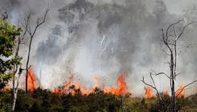 गरुड़  कत्यूरघाटी के जंगल फिर उगल रहे आग  धुंध से वातावरण पटा